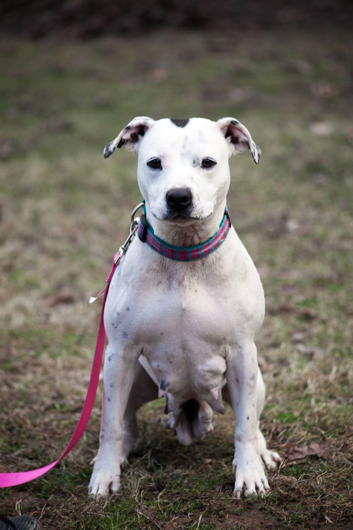 29 Pets-Chyna.jpg
